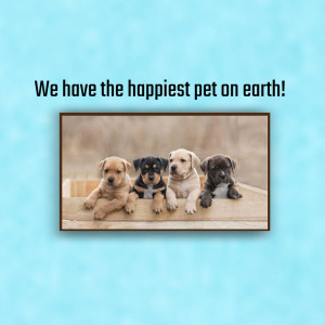 Four adorable puppies looking at the camera