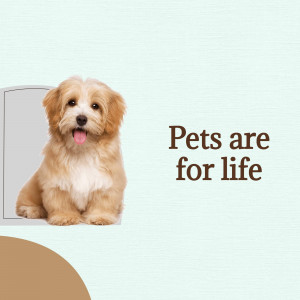A cute puppy sitting in front of a frame with the text 'Pets are for life'.