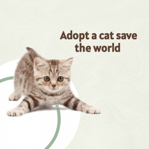 Cute tabby kitten with text 'Adopt a cat save the world'
