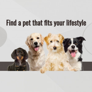 Four adorable dogs of different breeds looking at the viewer.