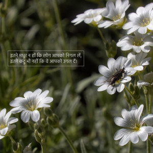 Close-up of white flowers with a small insect on one of the petals