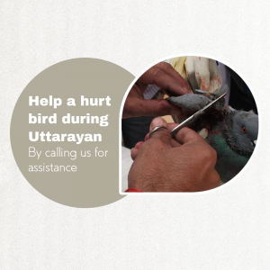 Hands carefully tending to an injured bird with medical scissors during Uttarayan festival.
