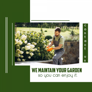Gardener tending to a hydrangea bush in a lush garden