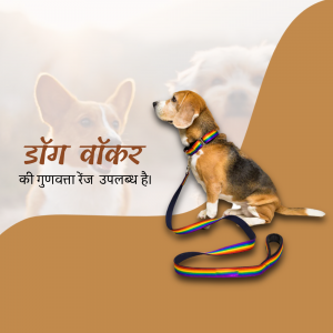 Beagle puppy wearing a colorful leash and collar