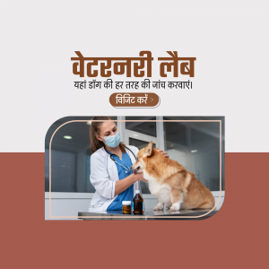 Veterinarian examining a corgi dog in a lab setting