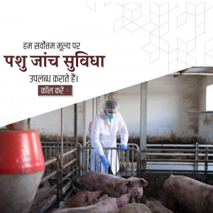 Veterinarian examining pigs in a farm setting