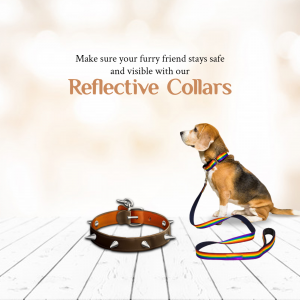 Beagle wearing a reflective dog collar and leash on a wooden floor.