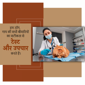 A veterinarian wearing a mask examines a fluffy cat with a stethoscope.