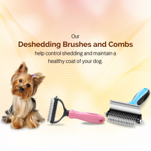 Image of a Yorkshire Terrier with deshedding brushes and combs