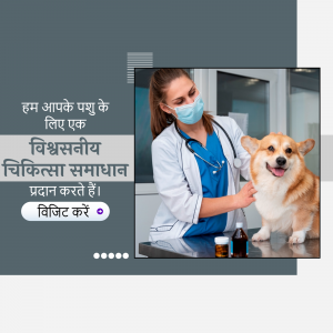 Veterinarian examining a Corgi dog