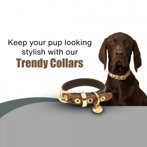 A brown dog wearing a stylish collar with a matching collar displayed below.
