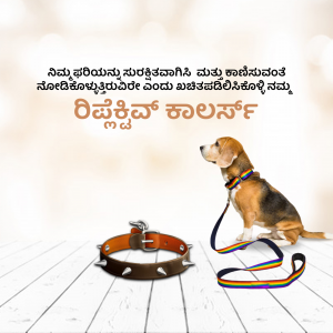 Beagle dog wearing a colorful leash and collar with a separate spiked collar.