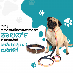 A cute pug wearing a red collar and leash with paw prints and text in Kannada.