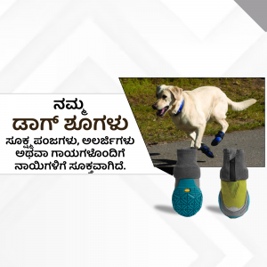 Golden Retriever wearing dog shoes on a road with shoe display