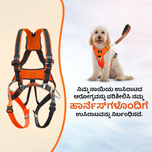 Orange dog harness and leash with a doodle dog wearing it
