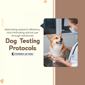 Image of a veterinarian examining a corgi dog with text promoting dog testing protocols.