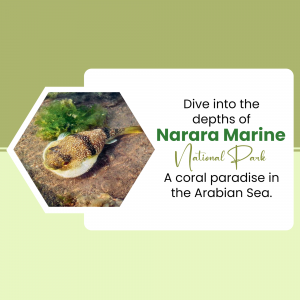 Image promoting Narara Marine National Park with a sea creature and coral.