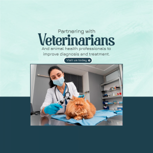 Veterinarian examining a cat with a stethoscope