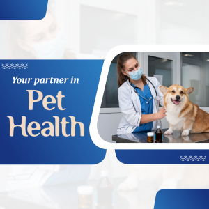 Veterinarian examining a corgi dog in a clinic