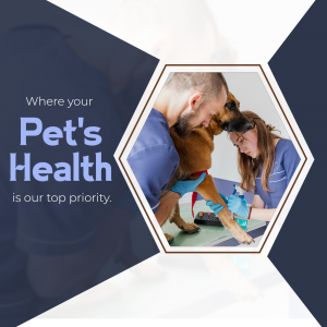 Veterinarians examining a dog