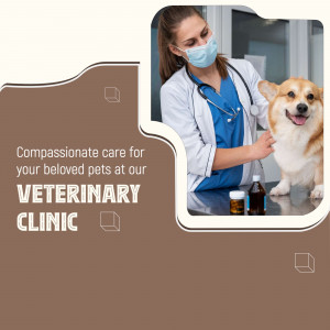 Veterinarian examining a Corgi dog at a clinic