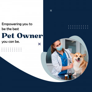 Veterinarian examining a corgi dog