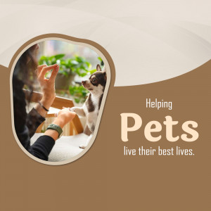 A small chihuahua reaching for a treat held by a person.