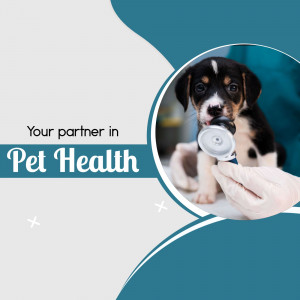 A veterinarian examining a cute puppy with a stethoscope.