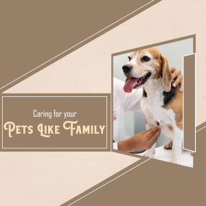 A veterinarian is examining a beagle dog with a stethoscope.