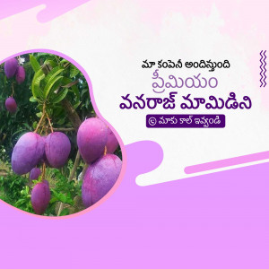 Close-up of ripe, purple Vanraj mangoes on a tree with text in Telugu