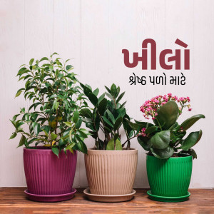 A collection of potted indoor plants on a wooden surface.