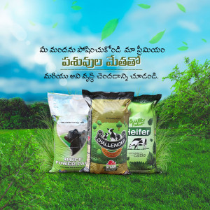 Image of Challenger cattle feed bags in a green field with a blue sky.