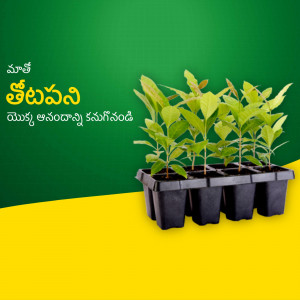 Close-up of teak saplings in a black plastic tray against a green and yellow background.