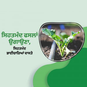 Close-up of a young green plant growing in soil with irrigation system, with text in Punjabi.