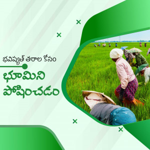 Farmers planting rice seedlings in a flooded paddy field in India.