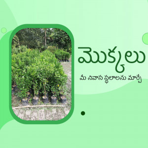 Rows of young plants in black pots at Meyakulu Nursery, with Telugu text overlay.