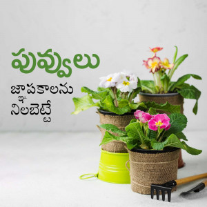 Three potted primrose flowers with gardening tools