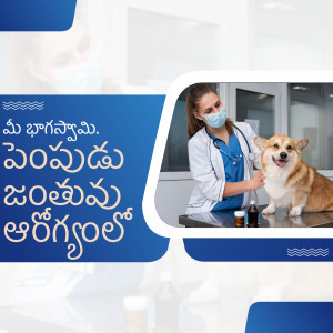 A female veterinarian wearing a mask examines a Pembroke Welsh Corgi in a veterinary clinic.
