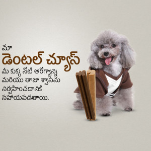 A white poodle wearing a brown vest and holding dental chews.