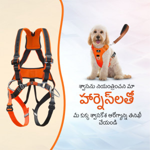 Orange and black dog harness with a poodle wearing it