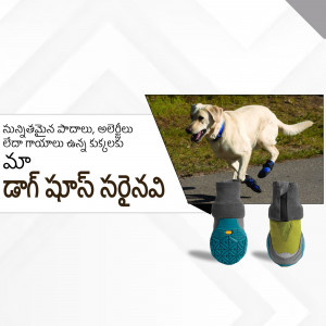 Golden Retriever wearing dog boots on a road