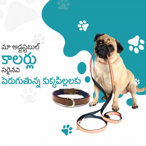 A cute pug dog wearing a red collar and leash with additional collars displayed.