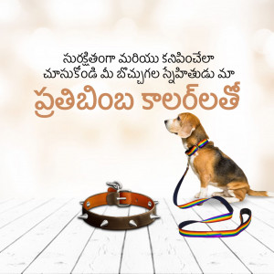 A cute beagle puppy sitting next to a collar and leash.