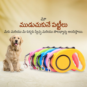 Golden Retriever sitting next to a colorful collection of dog leashes.