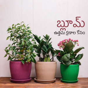 Three potted indoor plants on a wooden surface with Telugu text in the background.