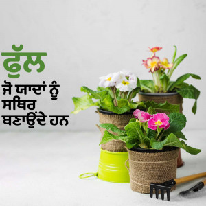 A collection of potted indoor plants with decorative burlap and metal containers.