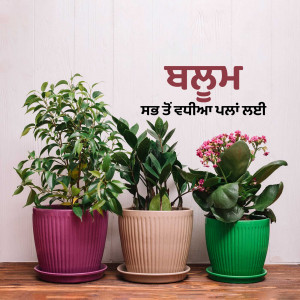 Three potted indoor plants with text in Punjabi