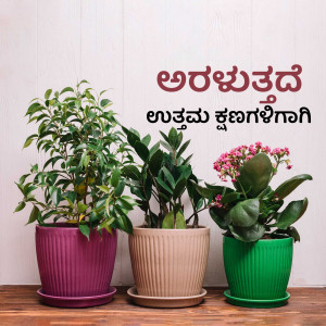 A collection of three potted indoor plants on a wooden surface with Kannada text.