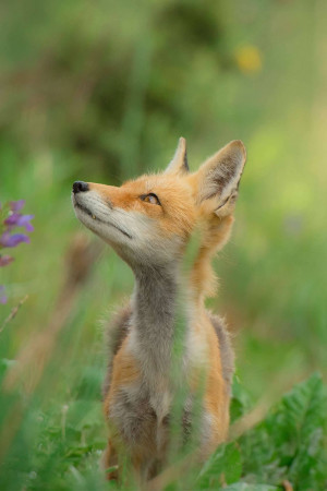 A close-up of a red fox looking upwards in a green meadow.