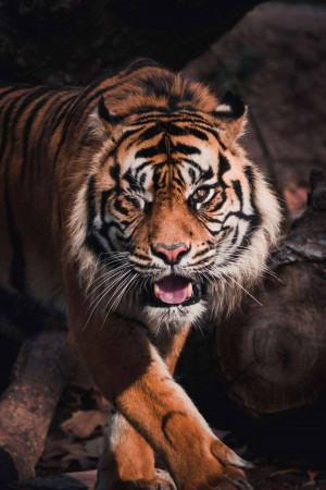 Close-up of a tiger looking directly at the camera with an intense expression.